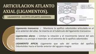 ARTICULACION ATLANTO
AXIAL (LIGAMENTOS).
LIGAMENTOS OCCÍPITO-ATLANTO-AXOIDEOS:
Ligamento transverso : Mantiene la apófisis odontoides articulada en el
arco anterior del atlas. Se inserta en el tubérculo del ligamento transverso.
Ligamentos alares : Limitan la rotación y el movimiento lateral del axis
debido a su anclaje o inserciòn en el extremo de la apófisis odontoides
LIGAMENTO APICAL :Ligamente que sale del vertice del apofisis
Odontolides hacia el borde anterior del agujero magno
 