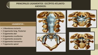 LIGAMENTOS :
• 1 Membrana tectoria
• 2 Ligamento long. Posterior
• 3 Ligamento alar
• 4 Ligamento cruciforme
• 5 Ligamento accesorio
• 6 Ligamento transverso
• 7 Ligamento apical
1
2
3
4
5
6
7
PRINCIPALES LIGAMENTOS OCCÍPITO-ATLANTO-
AXOIDEOS:
 
