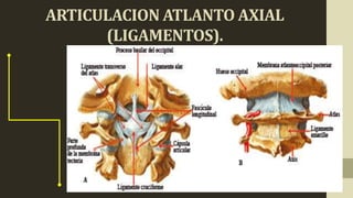 ARTICULACION ATLANTO AXIAL
(LIGAMENTOS).
 