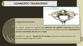 LIGAMENTO TRANSVERSO
El ligamento transverso
Se inserta desde un proceso del tubérculo del apófisis transversa del atlas,
cruzando el foramen vertebral al otro proceso transverso del atlas sosteniendo al
proceso odontoides del axis en su lugar.
Tambien lo llaman ligamento del verdugo, porque es el que evita que una
persona colgada caiga en la horca.
 