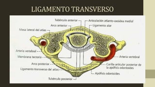 LIGAMENTO TRANSVERSO
 