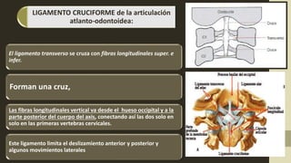 LIGAMENTO CRUCIFORME de la articulación
atlanto-odontoidea:
El ligamento transverso se cruza con fibras longitudinales super. e
infer.
Forman una cruz,
Las fibras longitudinales vertical va desde el hueso occipital y a la
parte posterior del cuerpo del axis, conectando así las dos solo en
solo en las primeras vertebras cervicales.
Este ligamento limita el deslizamiento anterior y posterior y
algunos movimientos laterales
 