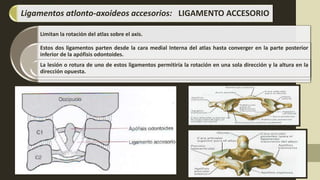 Limitan la rotación del atlas sobre el axis.
Estos dos ligamentos parten desde la cara medial Interna del atlas hasta converger en la parte posterior
inferior de la apófisis odontoides.
La lesión o rotura de uno de estos ligamentos permitiría la rotación en una sola dirección y la altura en la
dirección opuesta.
Ligamentos atlonto-axoideos accesorios: LIGAMENTO ACCESORIO
 