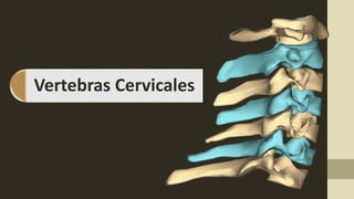 Vertebras Cervicales
 