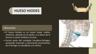 HUESO HIODES
Ubicación:
• El hueso hioides es un hueso impar, medio,
simétrico, ubicado en el adulto, a la altura de la
tercera y cuarta vértebra cervical.
• Forma parte del complejo hio-gloso-faríngeo,
prestando inserción a estructuras provenientes
de la faringe, la mandíbula y el cráneo.
 