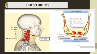 HUESO HIODES
 