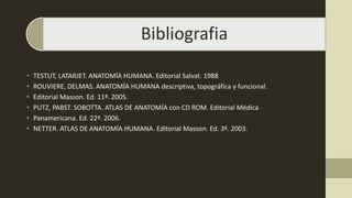 Bibliografia
• TESTUT, LATARJET. ANATOMÍA HUMANA. Editorial Salvat. 1988
• ROUVIERE, DELMAS. ANATOMÍA HUMANA descriptiva, topográfica y funcional.
• Editorial Masson. Ed. 11ª. 2005.
• PUTZ, PABST. SOBOTTA. ATLAS DE ANATOMÍA con CD ROM. Editorial Médica
• Panamericana. Ed. 22ª. 2006.
• NETTER. ATLAS DE ANATOMÍA HUMANA. Editorial Masson. Ed. 3ª. 2003.
 