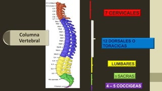 7 CERVICALES
12 DORSALES O
TORACICAS
5 LUMBARES
5 SACRAS
4 – 5 COCCIGEAS
Columna
Vertebral
 