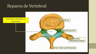 Reparos de Vertebral
AGUJERO VERTEBRAL O
RAQUIDEO
 