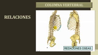 RELACIONES
COLUMNA VERTEBRAL
 