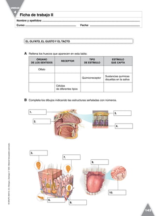 ©GRUPOANAYA,S.A.BiologíayGeología3.°ESO.Materialfotocopiableautorizado.
143
Nombre y apellidos:.....................................................................................................................................
Curso:..................................................................... Fecha: ....................................................................
Ficha de trabajo IIFicha de trabajo II
A Rellena los huecos que aparecen en esta tabla:
ÓRGANO
DE LOS SENTIDOS
RECEPTOR
TIPO
DE ESTÍMULO
ESTÍMULO
QUE CAPTA
Olfato
Quimiorreceptor
Sustancias químicas
disueltas en la saliva
Células
de diferentes tipos
B Completa los dibujos indicando las estructuras señaladas con números.
EL OLFATO, EL GUSTO Y EL TACTO
UNIDAD
4
1.
2.
3.
4.
6.
7.
8.
9.
10.
5.
 