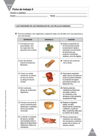 ©GRUPOANAYA,S.A.BiologíayGeología3.°ESO.Materialfotocopiableautorizado.
117
Nombre y apellidos:.....................................................................................................................................
Curso:..................................................................... Fecha: ....................................................................
DEFINICIÓN ORGÁNULO FUNCIÓN
1. Formados por dos
subunidades. Son
los orgánulos más
pequeños de la célula.
A. Dirigen la separación de
los cromosomas durante
la reproducción celular e
intervienen en la formación
de estructuras que
producen movimientos
celulares, como los flagelos.
2. Son dos cilindros
huecos formados por
filamentos.
B. Fabrican las proteínas
de la célula.
3. Tienen una doble
membrana: la exterior
es lisa y la interior
se pliega formando
crestas.
C. Tiene lugar la respiración
celular, que es un proceso en
el que se queman nutrientes
en presencia de oxígeno,
para obtener energía, y se
desprende CO2.
4. Son vesículas
llenas de sustancias
digestivas.
D. Fabrica proteínas
mediante los ribosomas
que están unidos a
su membrana, y las
almacena o las transporta
al aparato de Golgi.
5. Forman una serie de
sacos membranosos
aplanados y apilados,
de los que parten
vesículas.
E. Realizan la digestión
celular, es decir,
descomponen sustancias
y obtienen, a partir de
ellas, sustancias útiles para
la nutrición de la célula.
6. Lo forman un conjunto
de sacos y canales
comunicados entre sí.
Algunos de ellos tienen
ribosomas unidos a la
membrana.
F. Reúne sustancias y,
mediante sus vesículas,
las transporta a distintas
partes de la célula o al
exterior celular.
LAS FUNCIONES DE LOS ORGÁNULOS DE LAS CÉLULAS HUMANAS
A Pon los nombres a los orgánulos y relaciona cada uno de ellos con una estructura y
con una función.
Ficha de trabajo IIFicha de trabajo II
UNIDAD
1
......................................
......................................
......................................
......................................
......................................
......................................
 