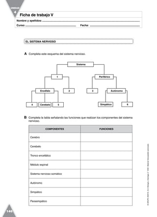 4 5
3
©GRUPOANAYA,S.A.BiologíayGeología3.°ESO.Materialfotocopiableautorizado.
146
Nombre y apellidos:.....................................................................................................................................
Curso:..................................................................... Fecha: ....................................................................
Ficha de trabajo VFicha de trabajo V
UNIDAD
4
A Completa este esquema del sistema nervioso.
EL SISTEMA NERVIOSO
Periférico1
Sistema
Encéfalo 2
Cerebelo Simpático 6
Autónomo
B Completa la tabla señalando las funciones que realizan los componentes del sistema
nervioso.
COMPONENTES FUNCIONES
Cerebro
Cerebelo
Tronco encefálico
Médulo espinal
Sistema nervioso somático
Autónomo
Simpático
Parasimpático
 
