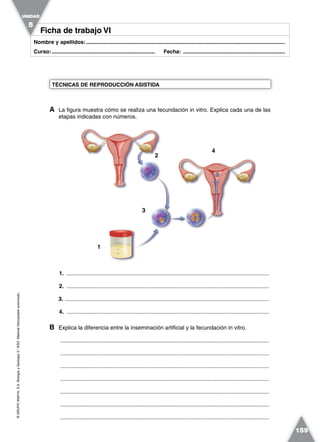 ©GRUPOANAYA,S.A.BiologíayGeología3.°ESO.Materialfotocopiableautorizado.
159
Nombre y apellidos:.....................................................................................................................................
Curso:..................................................................... Fecha: ....................................................................
Ficha de trabajo VIFicha de trabajo VI
A La figura muestra cómo se realiza una fecundación in vitro. Explica cada una de las
etapas indicadas con números.
TÉCNICAS DE REPRODUCCIÓN ASISTIDA
UNIDAD
5
1
2
3
4
1. .................................................................................................................................
2. .................................................................................................................................
3. ..................................................................................................................................
4. .................................................................................................................................
B Explica la diferencia entre la inseminación artificial y la fecundación in vitro.
.....................................................................................................................................
.....................................................................................................................................
.....................................................................................................................................
.....................................................................................................................................
.....................................................................................................................................
.....................................................................................................................................
.....................................................................................................................................
 