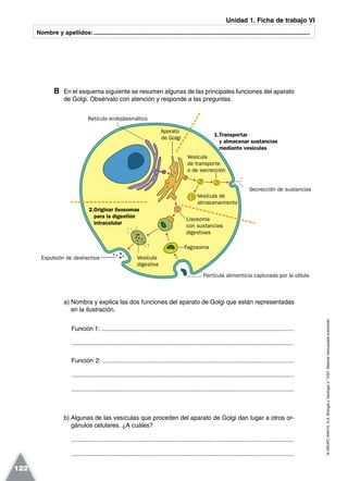 ©GRUPOANAYA,S.A.BiologíayGeología3.°ESO.Materialfotocopiableautorizado.
122
Nombre y apellidos:.....................................................................................................................................
B En el esquema siguiente se resumen algunas de las principales funciones del aparato
de Golgi. Obsérvalo con atención y responde a las preguntas.
a) Nombra y explica las dos funciones del aparato de Golgi que están representadas
en la ilustración.
Función 1: .................................................................................................................
..................................................................................................................................
Función 2: ................................................................................................................
..................................................................................................................................
..................................................................................................................................
b) Algunas de las vesículas que proceden del aparato de Golgi dan lugar a otros or-
gánulos celulares. ¿A cuáles?
..................................................................................................................................
..................................................................................................................................
Unidad 1. Ficha de trabajo VI
1.Transportar
y almacenar sustancias
mediante vesículasmediante vesículasmediante vesículasmediante vesículas
2.Originar lisosomas
para la digestión
intracelularintracelularintracelular
Vesícula
de transporte
o de secrección
Secrección de sustancias
Vesícula de
almacenamiento
Expulsión de deshechos
Retículo endoplasmático
Aparato
de Golgi
Lisosoma
con sustancias
digestivas
Fagosoma
Partícula alimenticia capturada por la célula
Vesícula
digestiva
 