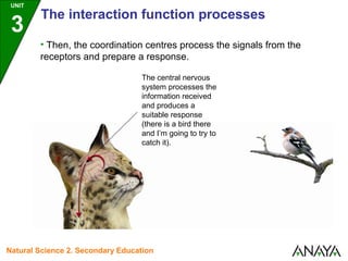 The central nervous
system processes the
information received
and produces a
suitable response
(there is a bird there
and I’m going to try to
catch it).
• Then, the coordination centres process the signals from the
receptors and prepare a response.
UNIT
3
The interaction function processes
Natural Science 2. Secondary Education
 