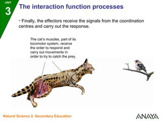 The cat’s muscles, part of its
locomotor system, receive
the order to respond and
carry out movements in
order to try to catch the prey.
• Finally, the effectors receive the signals from the coordination
centres and carry out the response.
UNIT
3
The interaction function processes
Natural Science 2. Secondary Education
 