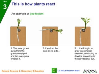 Go back to the Start menu
An example of geotropism:
1. The stem grows
away from the
gravitational pull,
and the roots grow
towards it.
2. If we turn the
plant on its side…
3. …it will begin to
grow in a different
direction, continuing to
develop according to
the gravitational pull.
UNIT
3
This is how plants react
Natural Science 2. Secondary Education
 