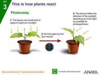 1: The leaves are positioned to
capture maximum sunlight.
2: As time goes by the
Sun moves.
3: The leaves follow the
direction of the sunlight,
absorbing as much light
as possible for
photosynthesis.
Photonasty
UNIT
3
This is how plants react
Go back to the Start menuNatural Science 2. Secondary Education
 