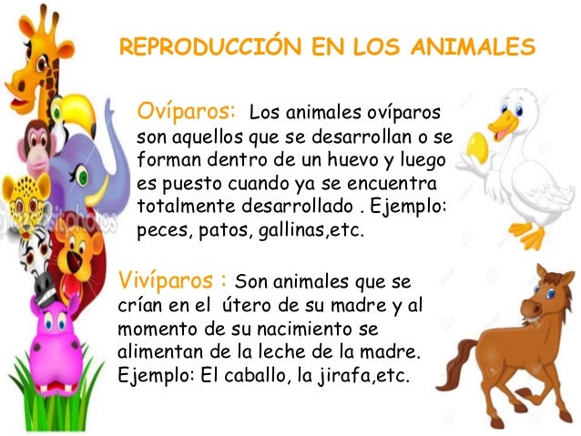 Conociendo los animales