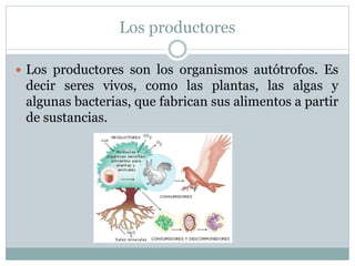 Los productores
 Los productores son los organismos autótrofos. Es
decir seres vivos, como las plantas, las algas y
algun...