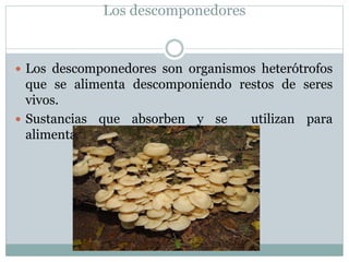 Los descomponedores
 Los descomponedores son organismos heterótrofos
que se alimenta descomponiendo restos de seres
vivos...