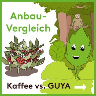 Anbau guayusa vs. coffee