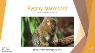 Pygmy Marmoset
More Than Meets the Eye
(Photo Courtesy San Diego Zoo 2015)
Cindy Henry
Bio: 123 575
Animal Behavior
 