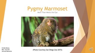 Pygmy MarmosetMore Than Meets the Eye
(Photo Courtesy San Diego Zoo 2015)
Cindy Henry
Bio: 123 575
Animal Behavior
 