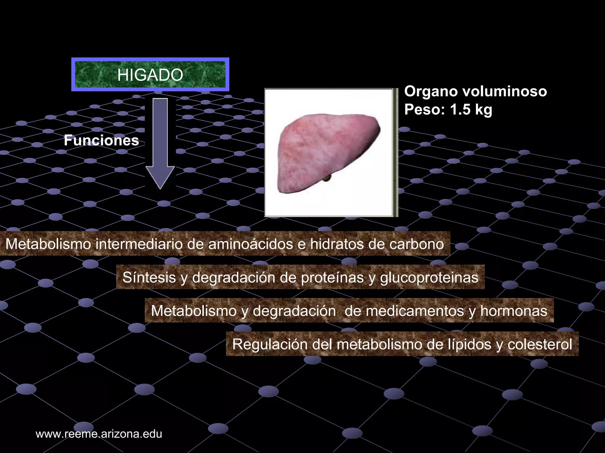 An%c3%a1lisis%20de%20 gases%20arteriales higado%20ri%c3%b1on%20diabetes ...