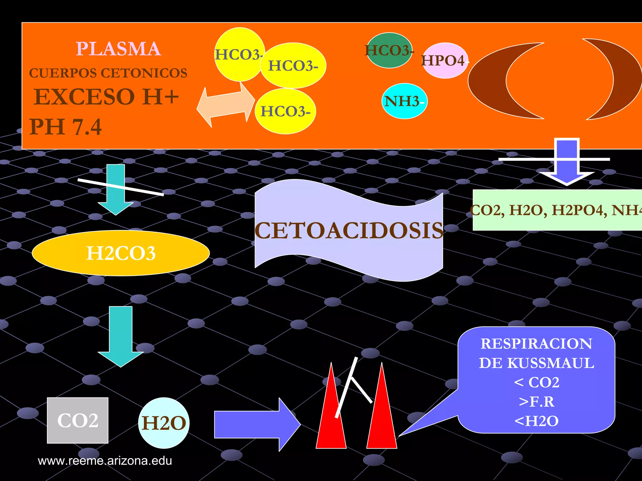 An%c3%a1lisis%20de%20 gases%20arteriales higado%20ri%c3%b1on%20diabetes ...