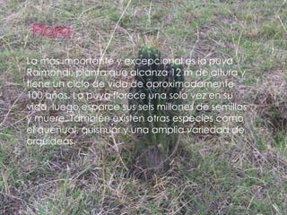 La más importante y excepcional es la puya 
Raimondi, planta que alcanza 12 m de altura y 
tiene un ciclo de vida de aproximadamente 
100 años. La puya florece una sola vez en su 
vida, luego esparce sus seis millones de semillas 
y muere. También existen otras especies como 
el queñual, quishuar y una amplia variedad de 
orquídeas. 
 