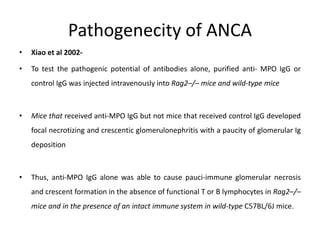 Anca testing in small vessel vasculitis | PPTX