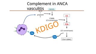 Anca Complement Comprehensive Insights into Pathogenesis and Prognosis of ANCA ...