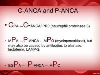 C-ANCA and P-ANCA
• GPA ---C-ANCA/ PR3 (neutrophil proteinase 3)
• MPA----P-ANCA ---MPO (myeloperoxidase), but
may also be caused by antibodies to elastase,
lactoferrin, LAMP-2.
• EGPA --- P-ANCA --- MPO
 
