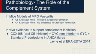 Anca Complement ANCA Associated Vasculitis - An Update 2014 | PPTX