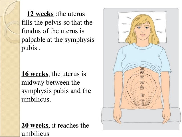 ante natal intra natal and post natal care of asian women size of uterus at 11 weeks