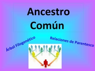 Ancestro 
Común 
Árbol Filogenético 
Relaciones de Parentesco 
 