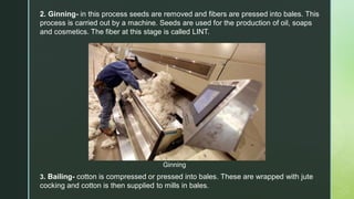 3. Bailing- cotton is compressed or pressed into bales. These are wrapped with jute
cocking and cotton is then supplied to mills in bales.
Ginning
2. Ginning- in this process seeds are removed and fibers are pressed into bales. This
process is carried out by a machine. Seeds are used for the production of oil, soaps
and cosmetics. The fiber at this stage is called LINT.
 