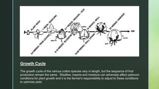 Growth Cycle
The growth cycle of the various cotton species vary in length, but the sequence of fruit
production remain the same. Weather, insects and moisture can adversely affect optimum
conditions for plant growth and it is the farmer's responsibility to adjust to these conditions
to optimize yield.
 