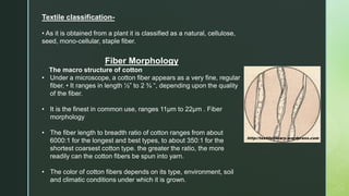 Textile classification-
• As it is obtained from a plant it is classified as a natural, cellulose,
seed, mono-cellular, staple fiber.
Fiber Morphology
The macro structure of cotton
• Under a microscope, a cotton fiber appears as a very fine, regular
fiber. • It ranges in length ½” to 2 ¾ “, depending upon the quality
of the fiber.
• It is the finest in common use, ranges 11µm to 22µm . Fiber
morphology
• The fiber length to breadth ratio of cotton ranges from about
6000:1 for the longest and best types, to about 350:1 for the
shortest coarsest cotton type. the greater the ratio, the more
readily can the cotton fibers be spun into yarn.
• The color of cotton fibers depends on its type, environment, soil
and climatic conditions under which it is grown.
 