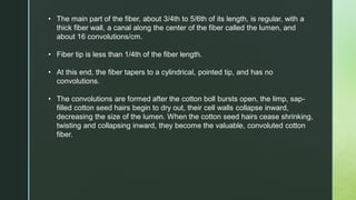 • The main part of the fiber, about 3/4th to 5/6th of its length, is regular, with a
thick fiber wall, a canal along the center of the fiber called the lumen, and
about 16 convolutions/cm.
• Fiber tip is less than 1/4th of the fiber length.
• At this end, the fiber tapers to a cylindrical, pointed tip, and has no
convolutions.
• The convolutions are formed after the cotton boll bursts open, the limp, sap-
filled cotton seed hairs begin to dry out, their cell walls collapse inward,
decreasing the size of the lumen. When the cotton seed hairs cease shrinking,
twisting and collapsing inward, they become the valuable, convoluted cotton
fiber.
 