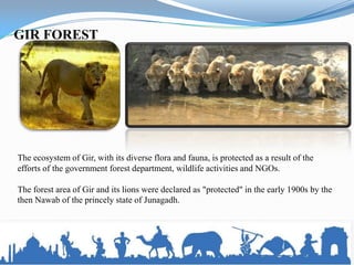 GIR FOREST




The ecosystem of Gir, with its diverse flora and fauna, is protected as a result of the
efforts of the government forest department, wildlife activities and NGOs.

The forest area of Gir and its lions were declared as "protected" in the early 1900s by the
then Nawab of the princely state of Junagadh.
 