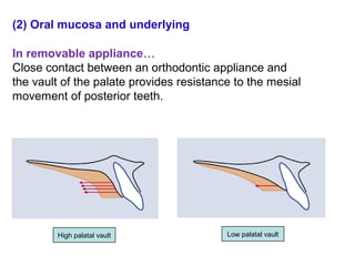(2) Oral mucosa and underlying
In removable appliance…
Close contact between an orthodontic appliance and
the vault of the palate provides resistance to the mesial
movement of posterior teeth.
High palatal vault Low palatal vault
 