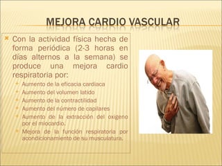    Con la actividad física hecha de
    forma periódica (2-3 horas en
    días alternos a la semana) se
    produce una mejora cardio
    respiratoria por:
       Aumento de la eficacia cardiaca
       Aumento del volumen latido
       Aumento de la contractilidad
       Aumento del número de capilares
       Aumento de la extracción del oxigeno
        por el miocardio.
       Mejora de la función respiratoria por
        acondicionamiento de su musculatura.
 