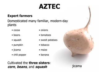 AZTEC Expert farmers Domesticated many familiar, modern-day plants jicama cocoa banana squash pumpkin beans chili pepper tobacco onions tomatoes sweet potatoes jicama maize Cultivated the  three sisters :  corn ,  beans , and  squash 