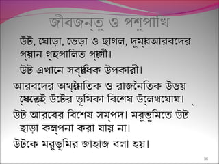 জীবজন্তু ও পশুপািখ
উট, েঘাড়া, েভড়া ও ছাগল, দুমব্া আরবেদর
।পর্ধান গৃহপািলত পর্াণী
।উট এখােন সবর্ািধক উপকারী
আরবেদর অথর্ৈনিতক ও রাজৈনিতক উভয়
।েক্ষেতর্ই উেটর ভূিমকা িবেশষ উেল্লখেযাগয ্
।উট আরেবর িবেশষ সম্পদ মরুভূিমেত উট
।ছাড়া কল্পনা করা যায় না
।উটেক মরুভূিমর জাহাজ বলা হয়
36
 