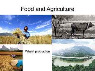 Food and AgricultureWheat production