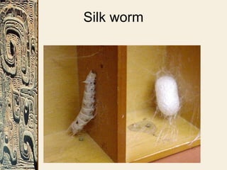 Silk worm
 