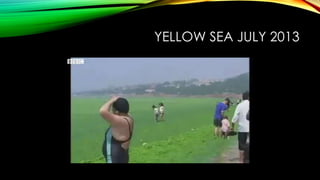 YELLOW SEA JULY 2013

 